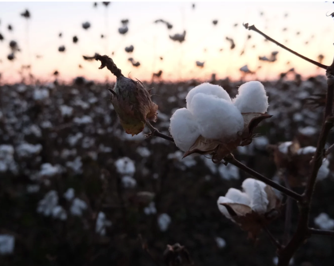 With Federal Relief on the Horizon, Black Farmers Worry It Won’t Come Soon Enough