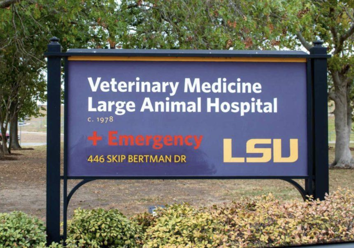 LSU Veterinarians Treat 3 Horses With Equine Herpesvirus at On-Campus Diagnostic Lab