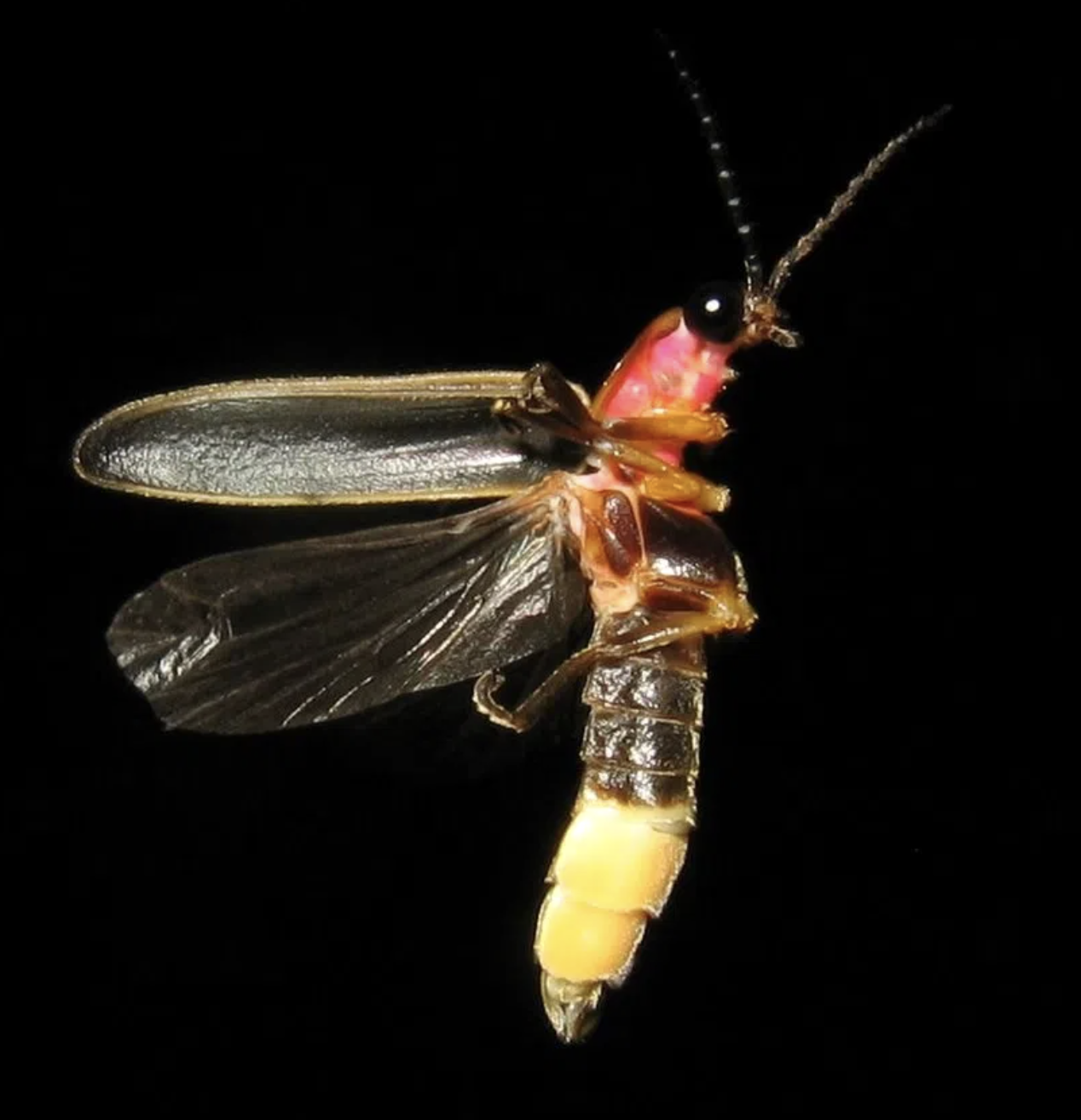 LSU AgCenter Working With Town of Jean Lafitte to Renew Firefly Population