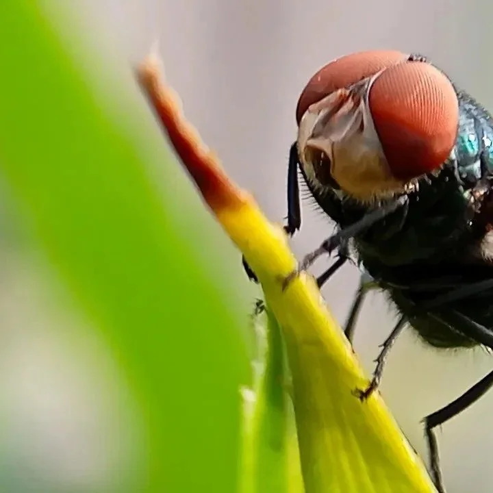 FDA Approves New Products To Right New World Screwworm