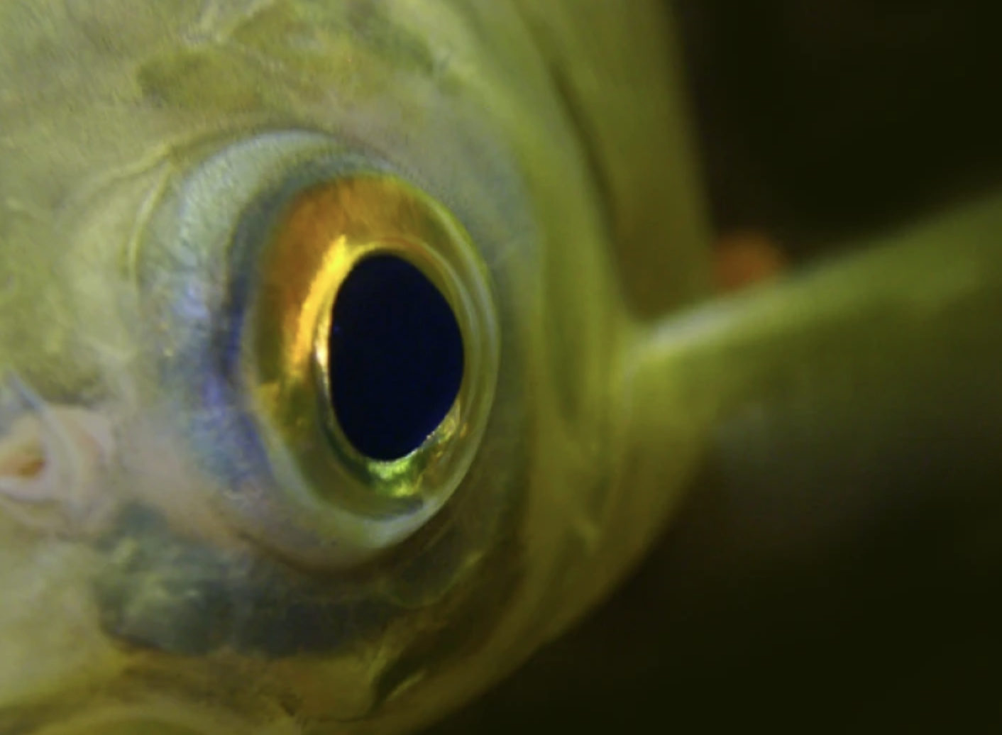 No More Idle Fields: How A Small Fish Could Solve Rice Farmers’ Winter Revenue Gap