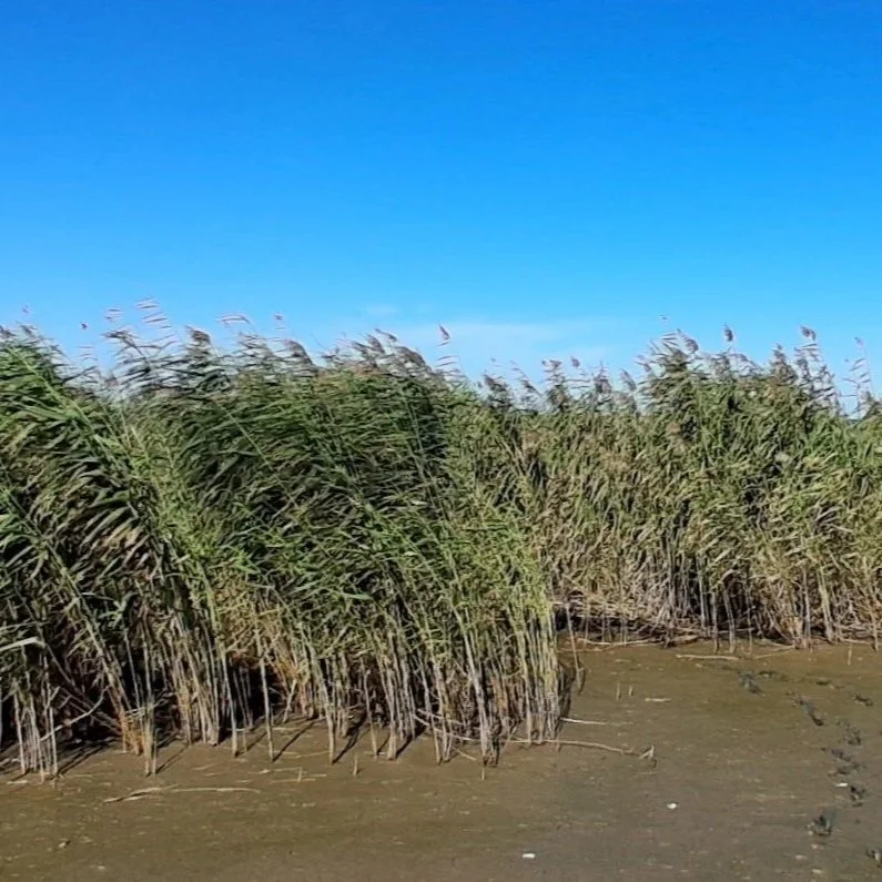 LSU AgCenter Researchers Report Progress In Roseau Cane Restoration 