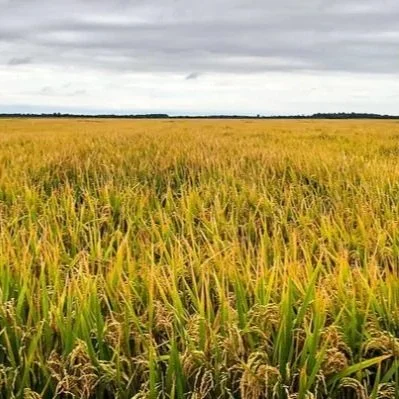 Farming for the Flyway in Louisiana