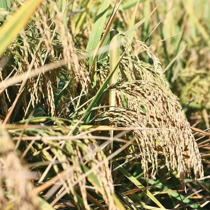 How Does US Rice Production Compare To South America?