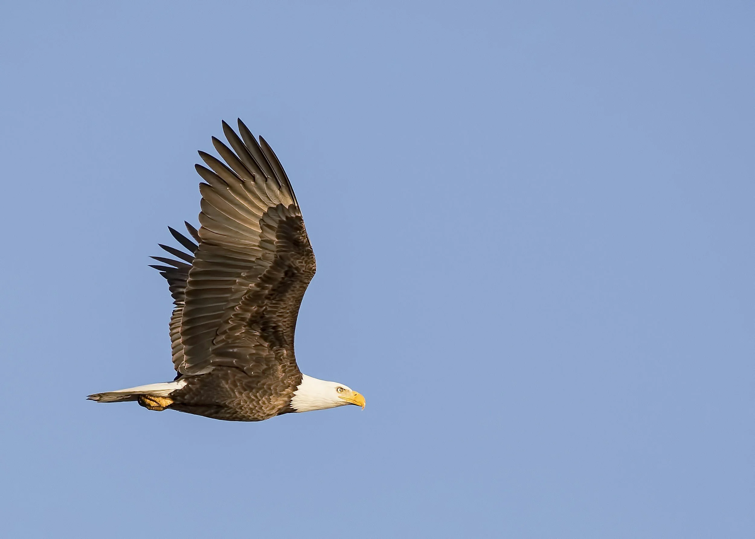 LSU Vet Med to Release Bald Eagle on Thursday, January 1 in South Toledo Bend State Park