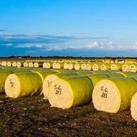 Global 2025/26Cotton Ending Stocks Rise As Production Remains Above Mill Use