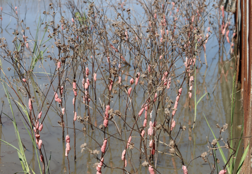 LSU AgCenter Applauds $1 Million in Federal Funding for Mississippi River Invasive Species Consortium