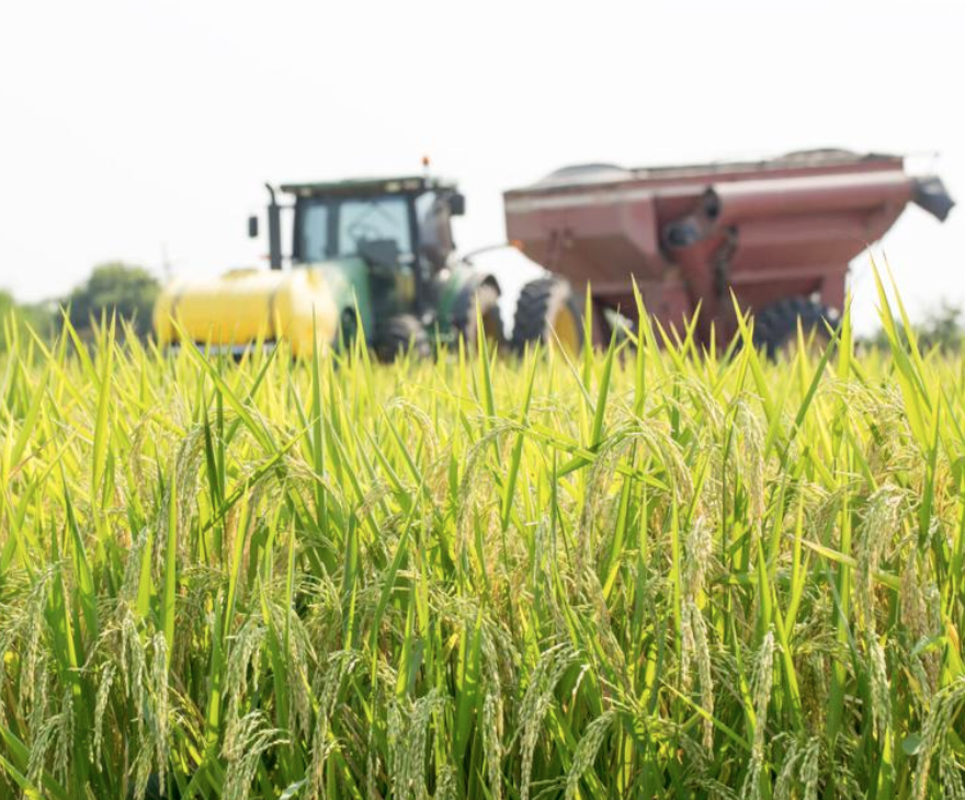 Farm Payments Welcome, but Serious Solutions Required