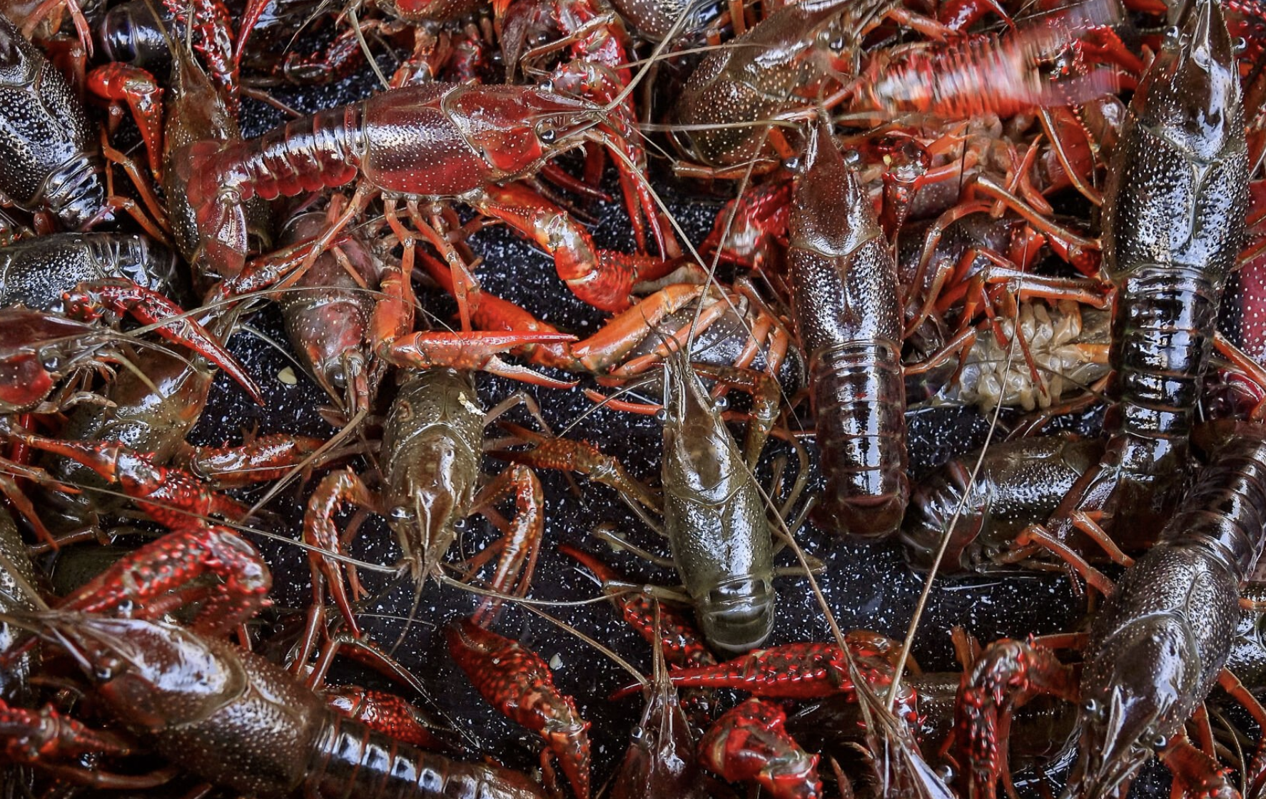 LSU AgCenter Trying to Preserve Genetic Material of Louisiana Crawfish Through Cryogenic Preservation