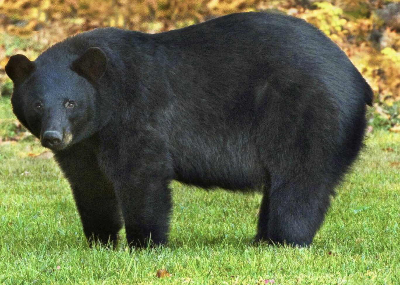 Second Louisiana Black Bear Hunting Season Concludes With 16 Taken