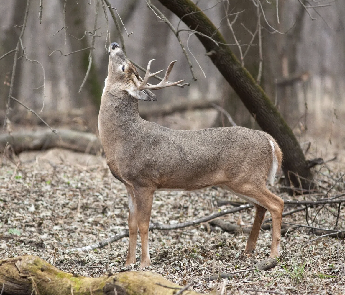 Chronic Wasting Disease Case Confirmed in a White-Tailed Deer in Concordia Parish, According to LDWF
