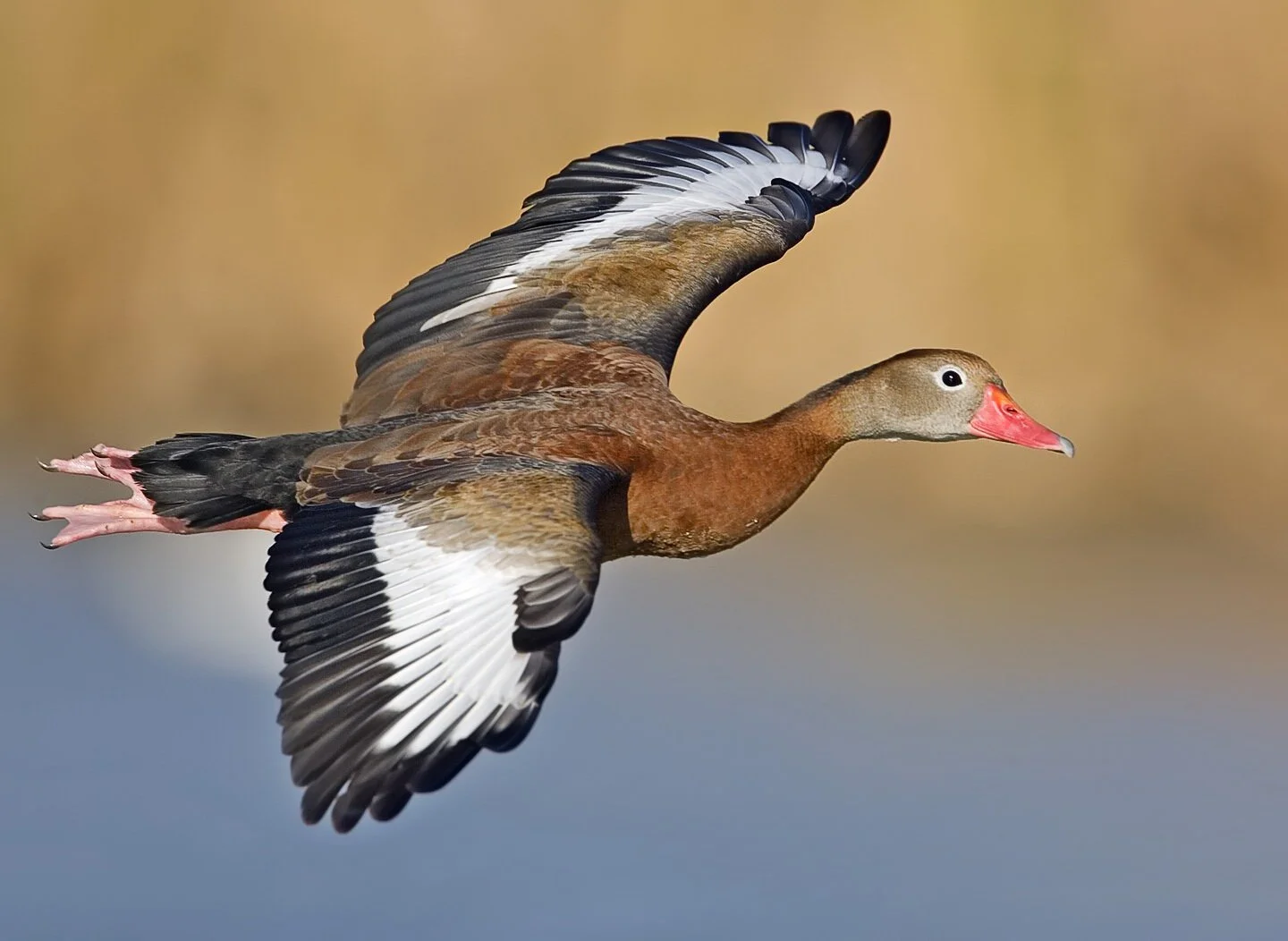 Louisiana Farm Bureau Applauds Wildlife Commission’s Intent to Establish Whistling Duck Season