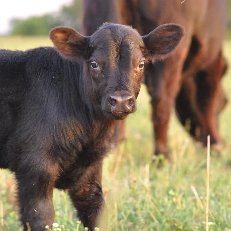 Tariffs, Quotas And Registration Hurdles Limit US Beef Access To China