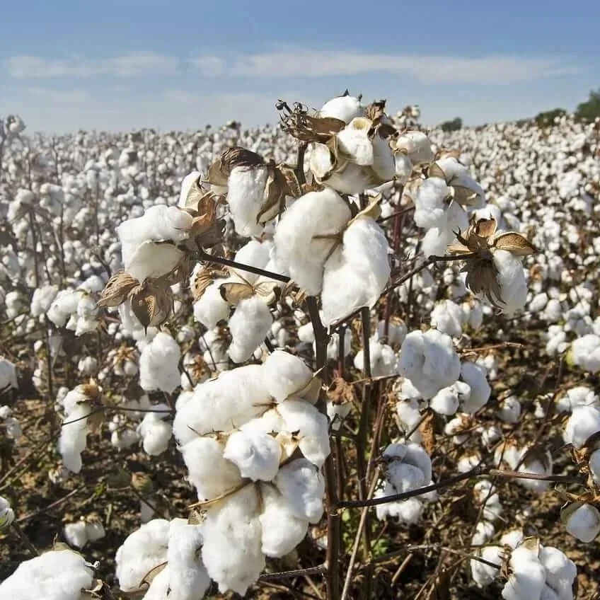 Cotton Grower Acreage Survey: American Acres To Hold Flat in 2026