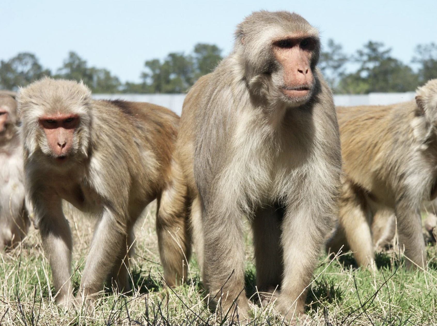 USDA Says UL New Iberia Research Center Violated Federal Rules When It Transported Monkeys