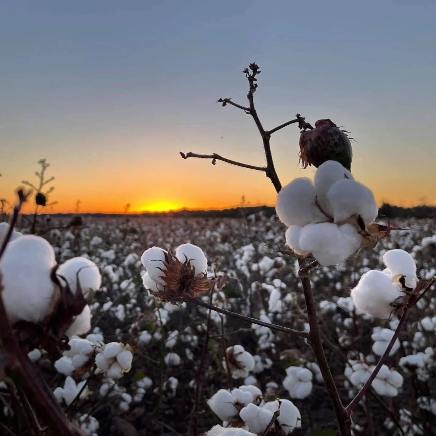 Cleveland: Cotton Market Settles, Continues To Confound