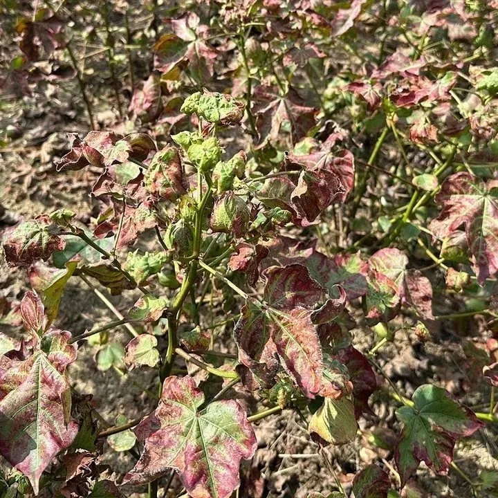 Cotton Jassids: Lessons Learned And Strategies For ;26