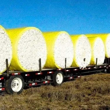 13 New Cotton Varieties Ready For Planting