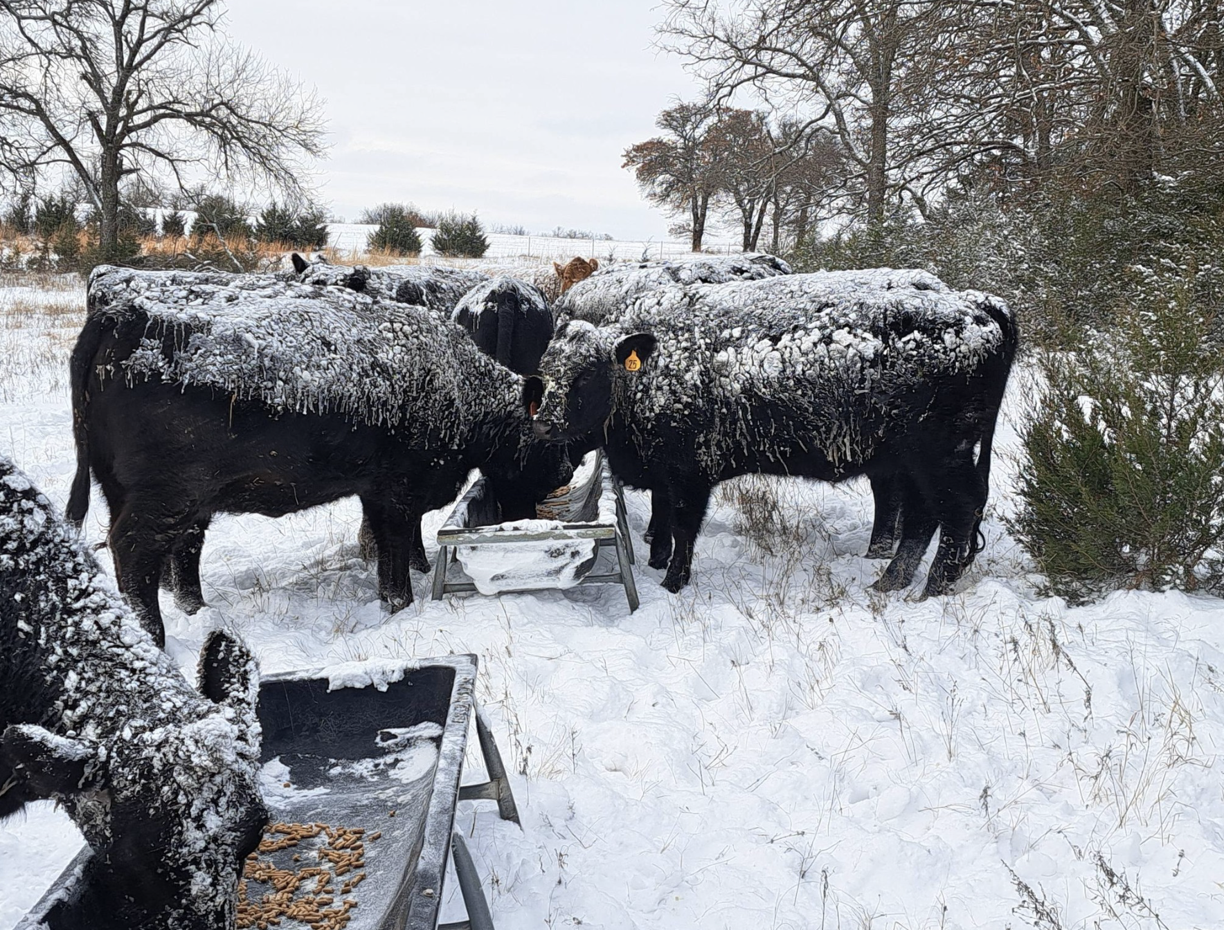 After the Ice: North Louisiana Farmers and Ranchers Assess Devastating Damage from Winter Storm Fern 