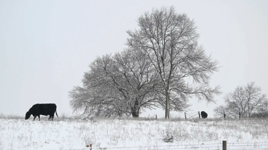 Winter Storm Takes a Toll on Agriculture in the South