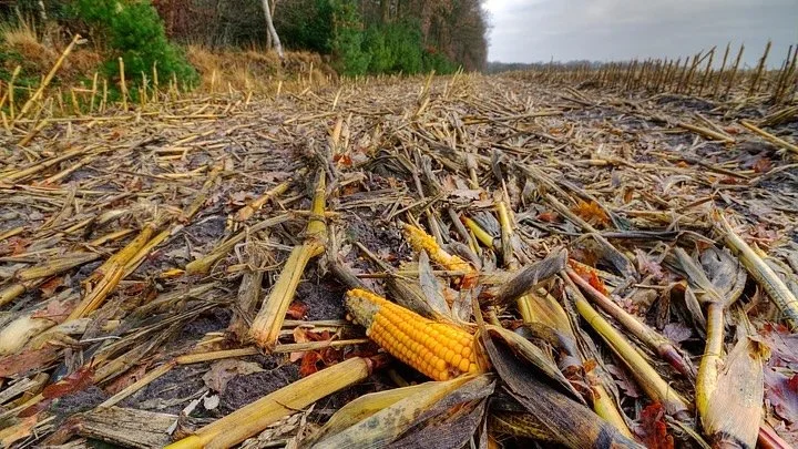 Study: Farm Waste Could Lock Away Carbon for Decades