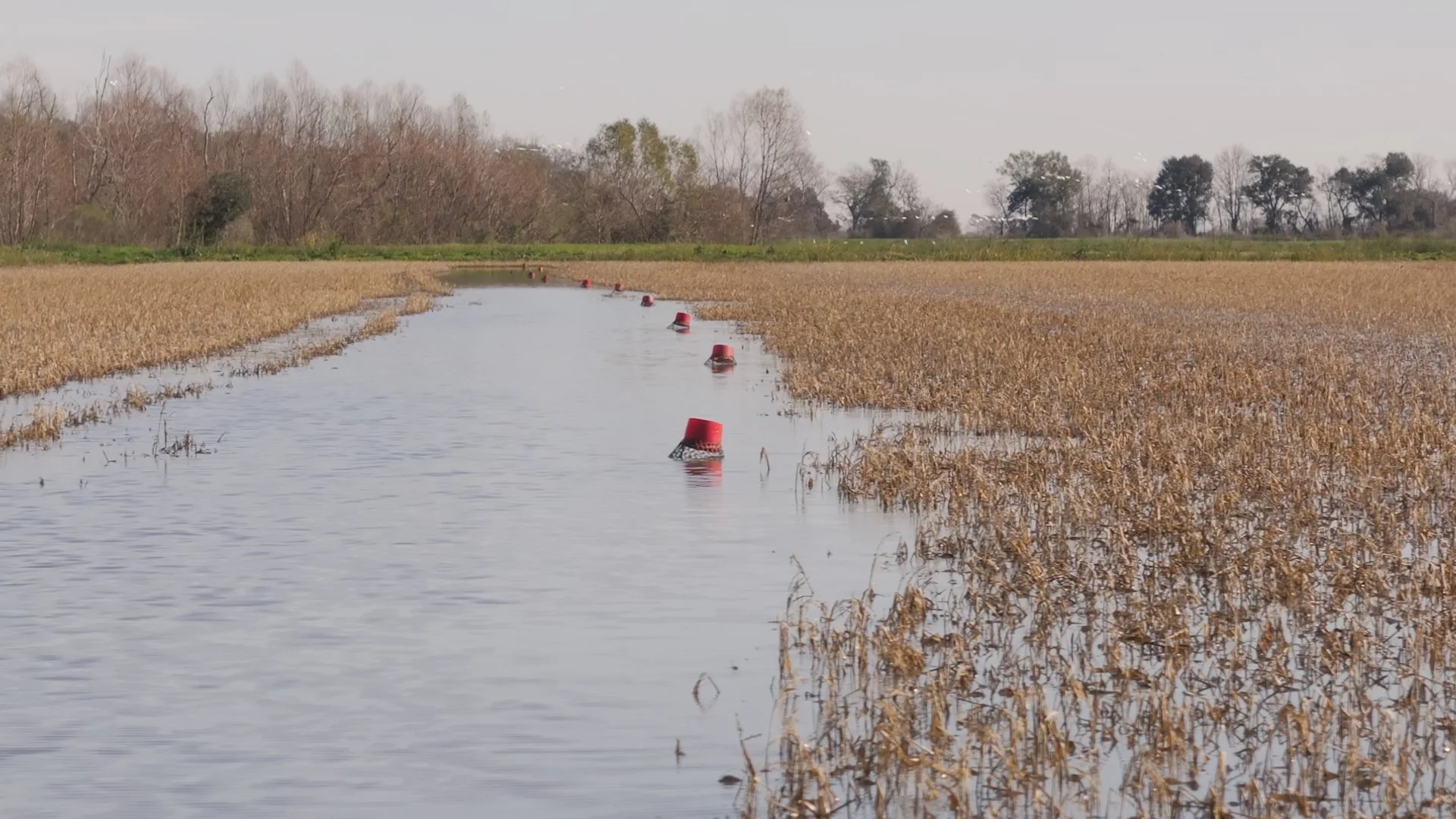Deep Freeze Slows Crawfish Harvest in Vermilion Parish