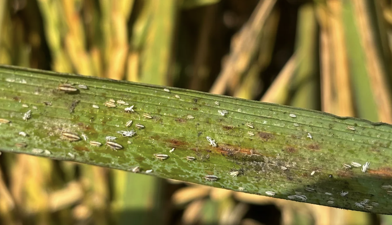 Tiny Bug, Big Problems: What Midsouth Farmers Need to Know About the Rice Delphacid