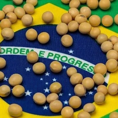 China Turning To Brazil Soybeans After Meeting US Purchase Pledge