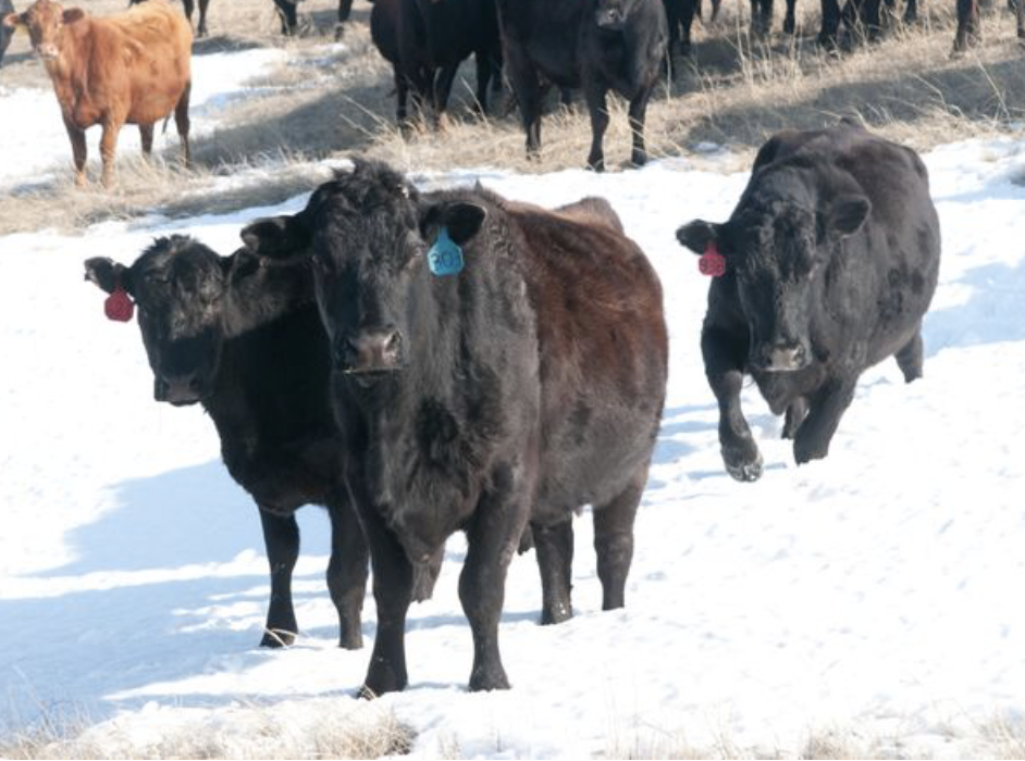 U.S. Cattle Herd Dwindles to 75-Year Low, USDA Says