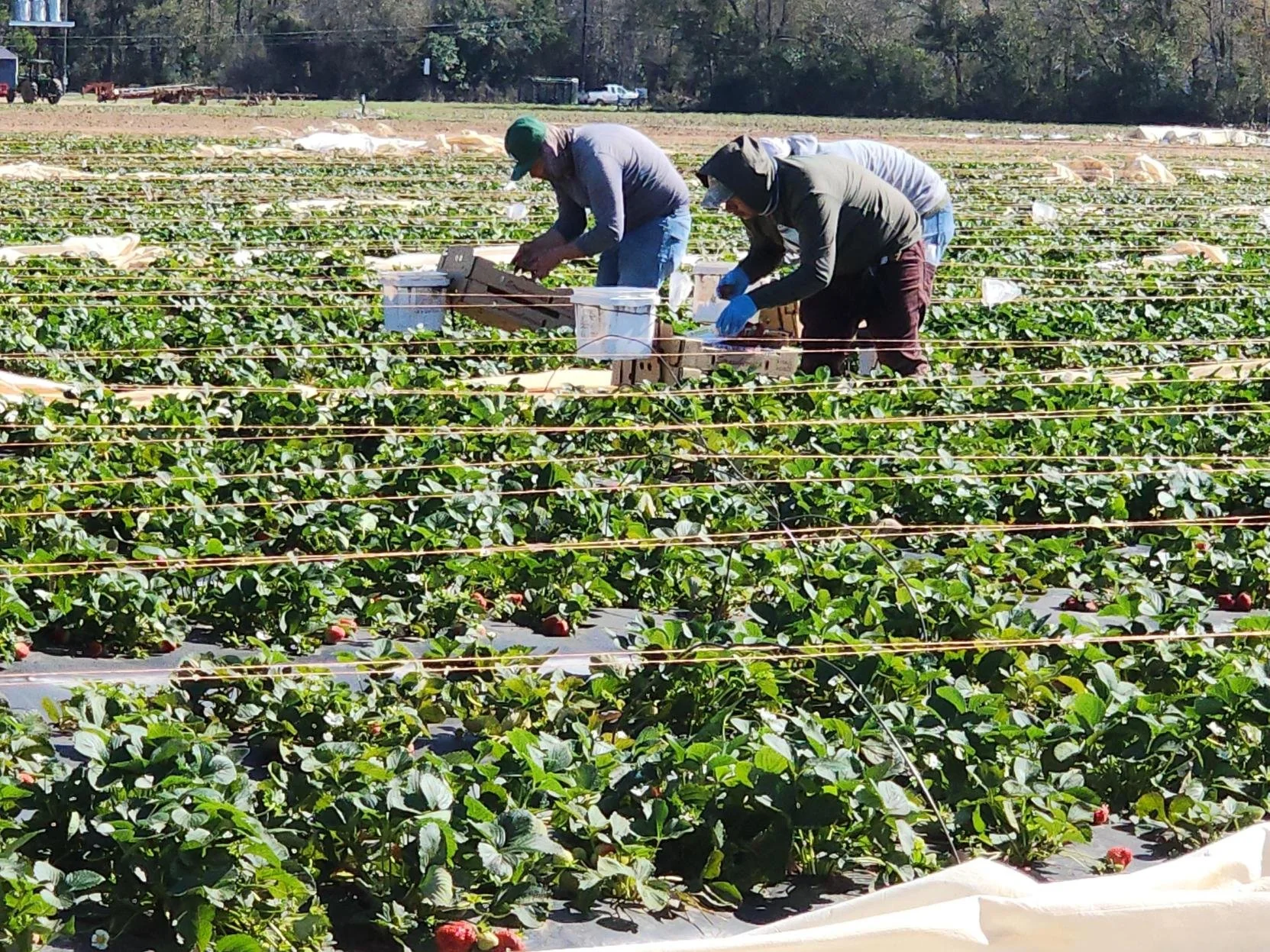 Freezing Temperatures Take Toll on South Louisiana Crops