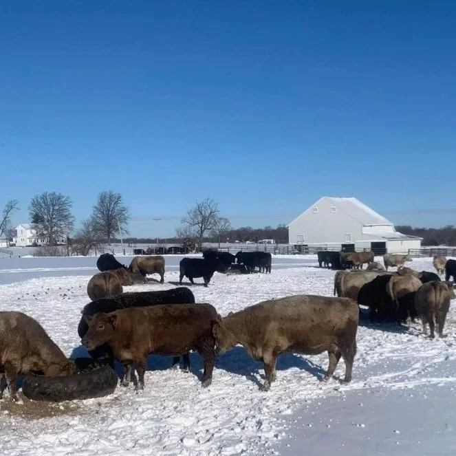 Contraction Continues In The Cattle Industry