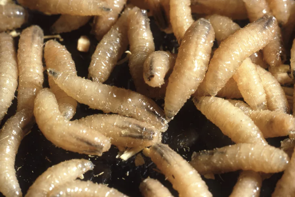 USDA to Release Flies Near U.S.-Mexico Border to Fight Screwworm Pest