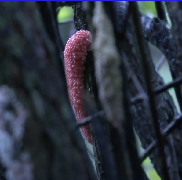 Giant Snails and Tiny Insects Threaten Louisiana’s Rice and Crawfish Farms
