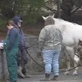 Louisiana Faces Critical Shortage of Farm Veterinarians in Rural Areas
