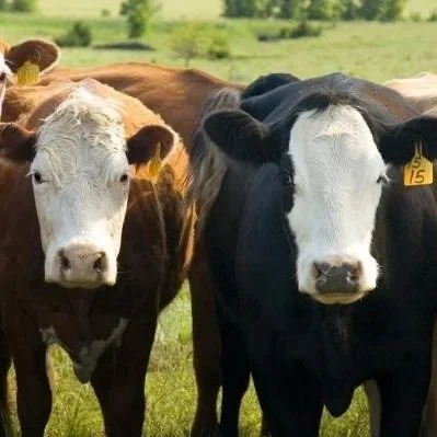 NCBA Praises U.S.–Taiwan Trade Deal Expanding Duty‑Free Access for American Beef