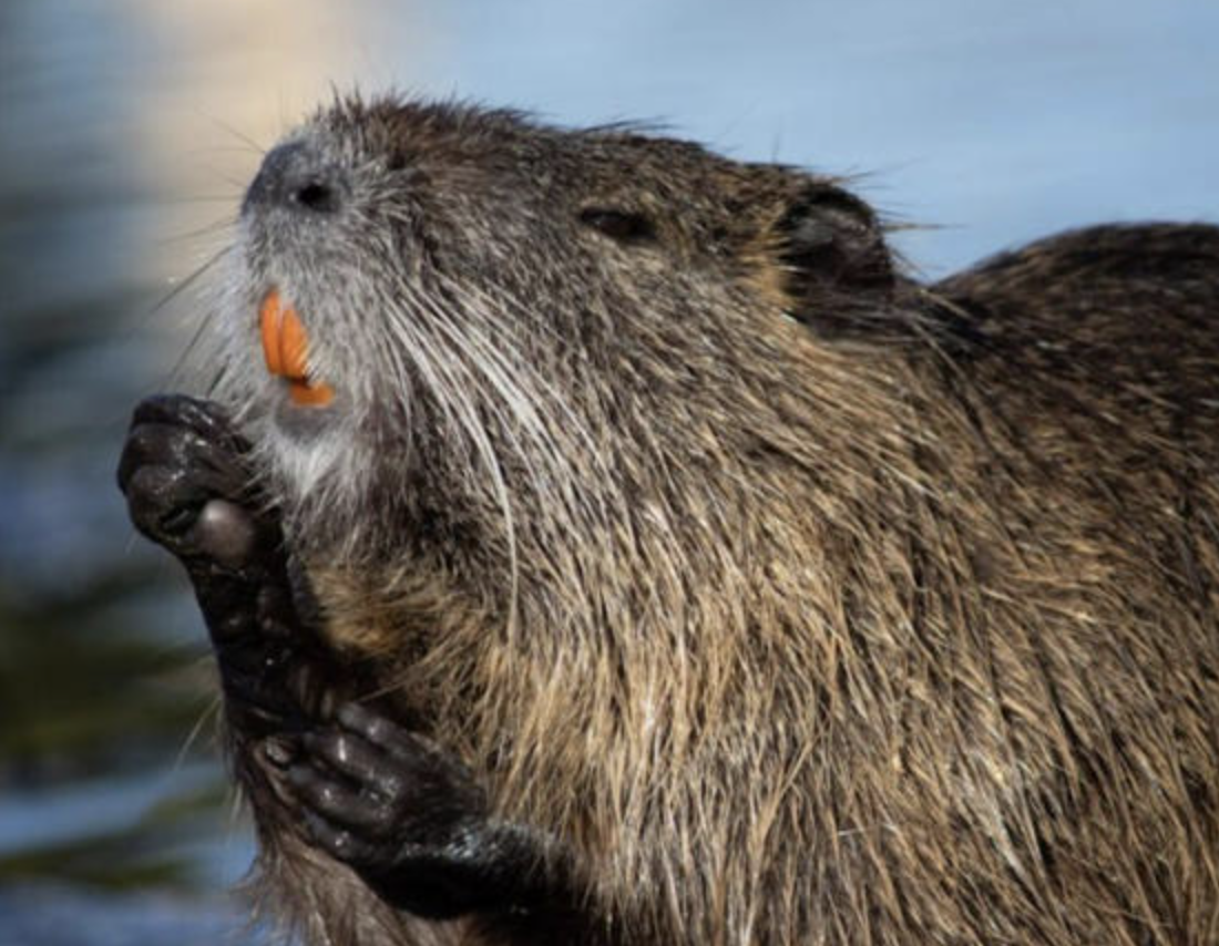 Officials Say These 20-Pound Rodents Are a Growing Problem in Several States