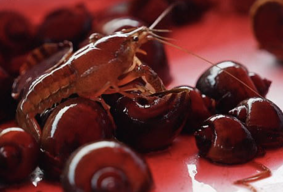 Invasive Pests Are Destroying Louisiana’s Most Iconic Foods, Farmers Warn