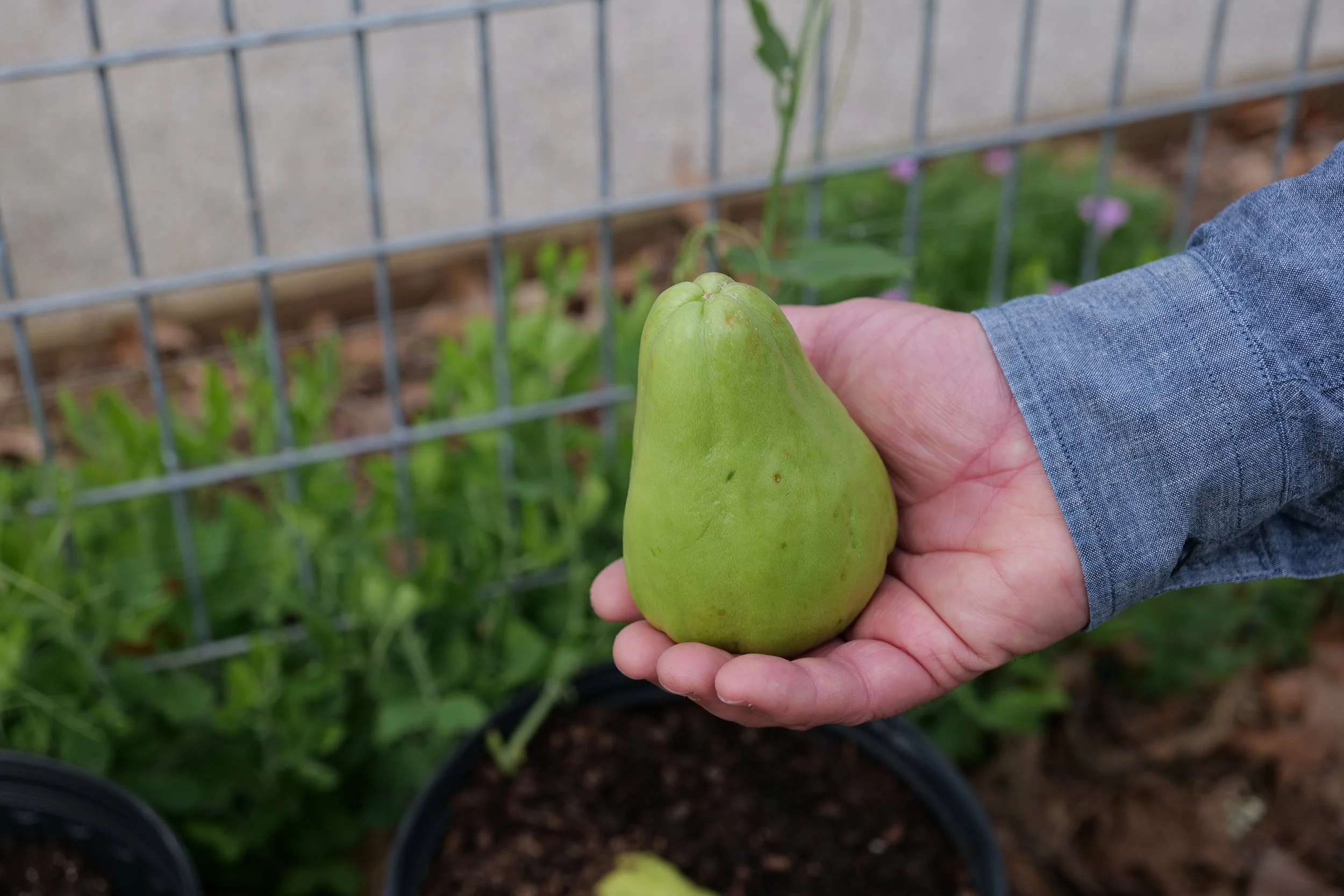 Mirlitons Are Part of Louisiana’s Heritage — and They’re Easy to Grow at Home