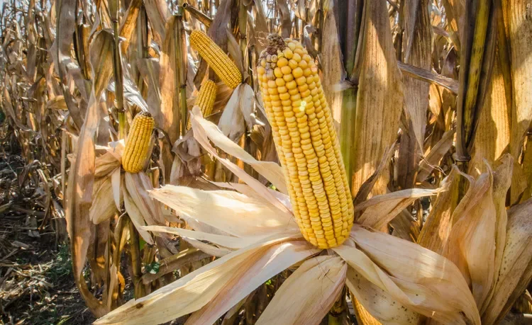 Why Corn and Soybean Prices May Not Rebound Until 2027