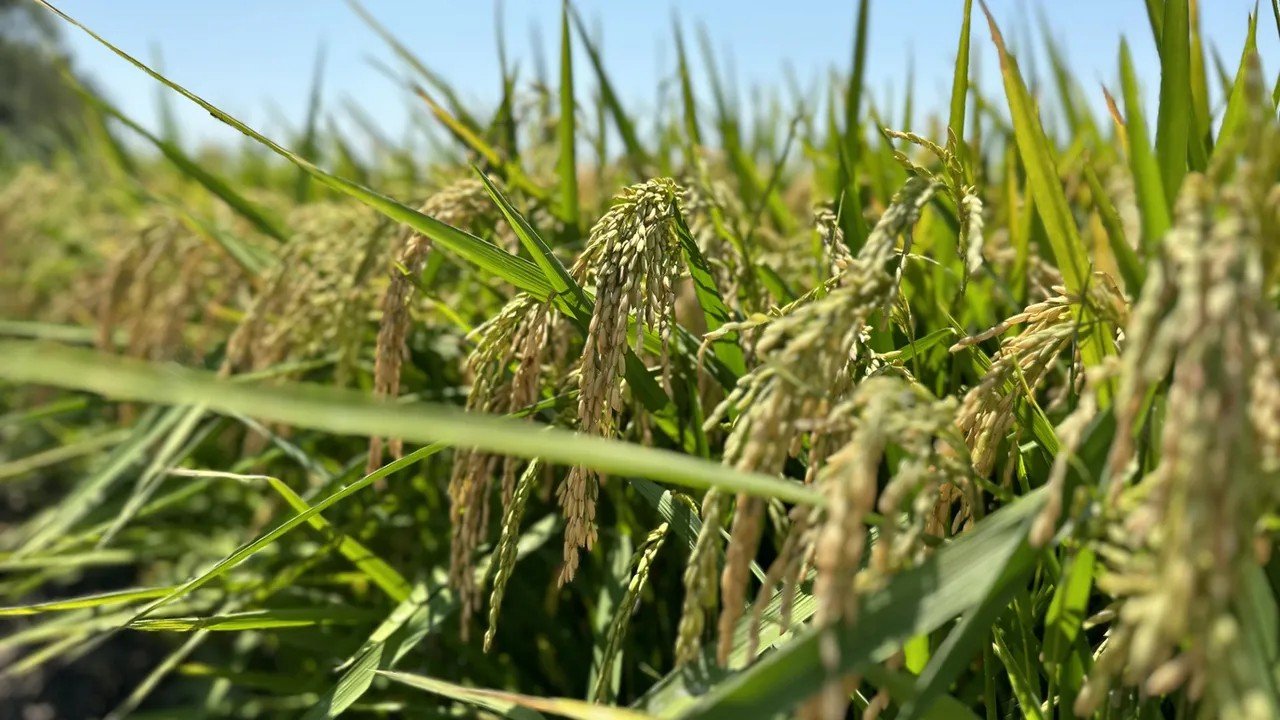 La. Farmers React to Supreme Court’s Decision to Strike Down Sweeping Tariffs