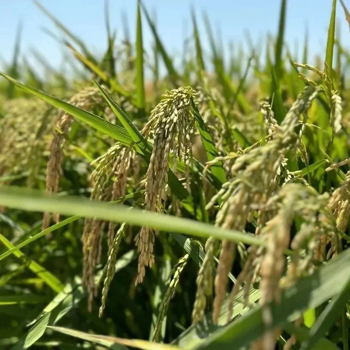 New Rice Seed Treatment Reduces Herbicide-Induced Bleaching