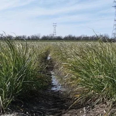 From Record Harvest To Winter Uncertainty, Sugarcane Faces The Next Test