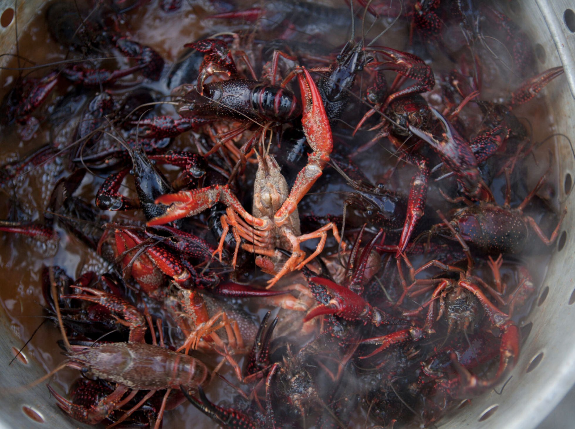 Louisiana Crawfish Industry Struggles With Limited Foreign Workers, Ag Commissioner Says