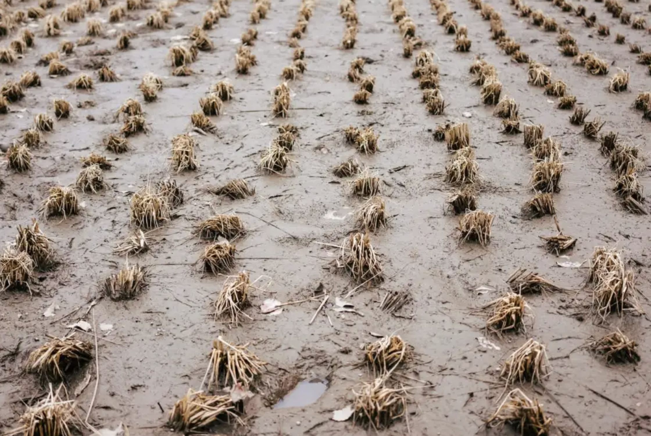 Farmers Issue Warning as Strange Creatures Wreak Havoc in Us Region: ‘It Was Like This Science Fiction Movie'