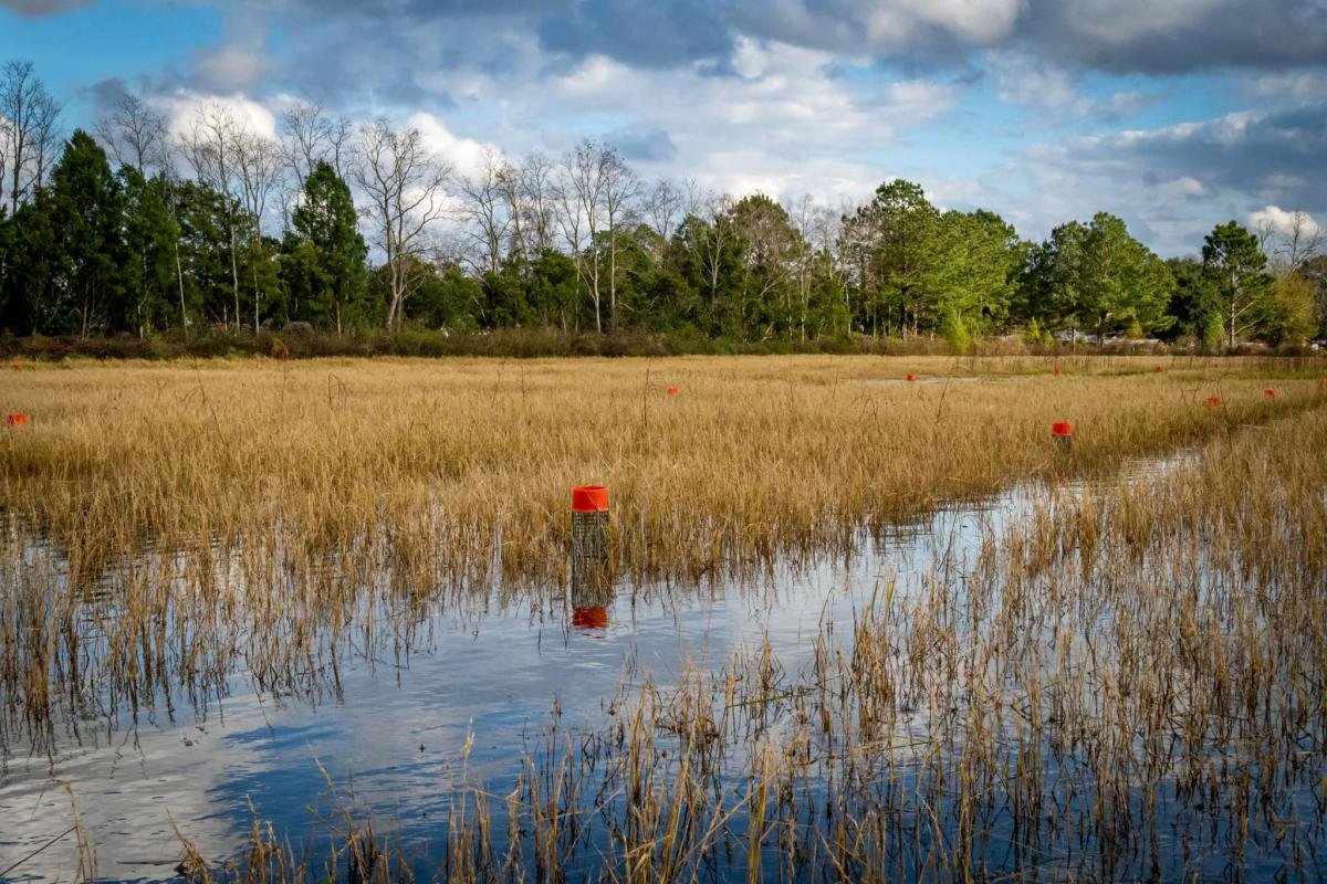 Warm Temperatures Push Crawfish Season Into High Gear