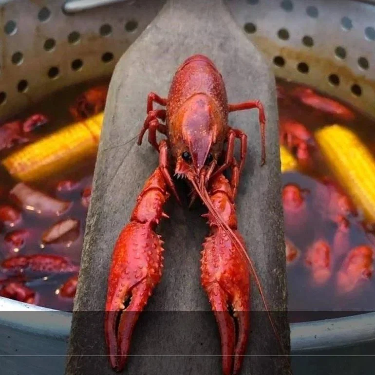 Surgeon Demonstrates Precision Of Medical Robot By Peeling Boiled Crawfish
