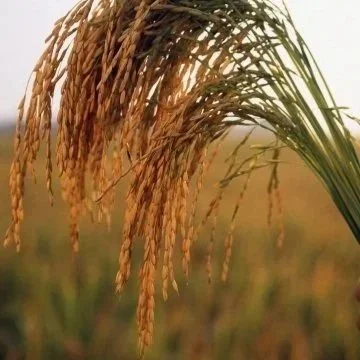 Low Prices Push Arkansas Rice Industry Toward Crisis..30% Planting Cut Expected