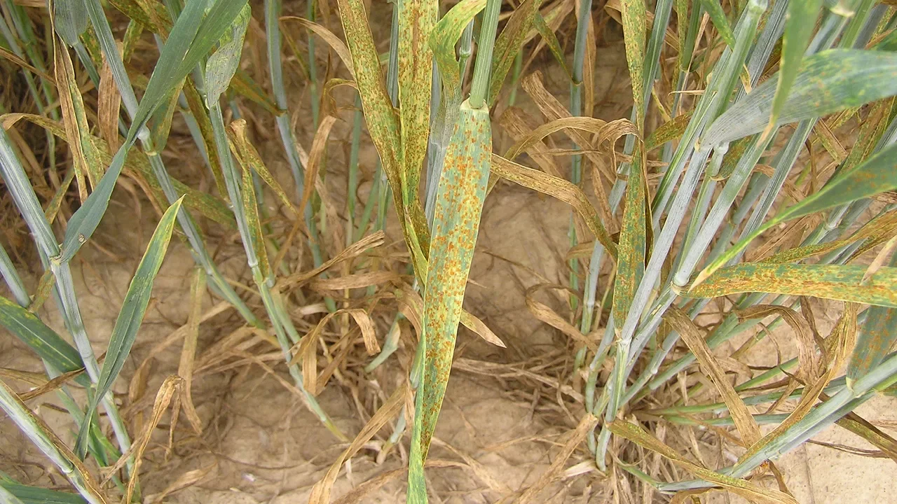 Rain or Rust? Louisiana Wheat Growers Face a Double-Edged Sword