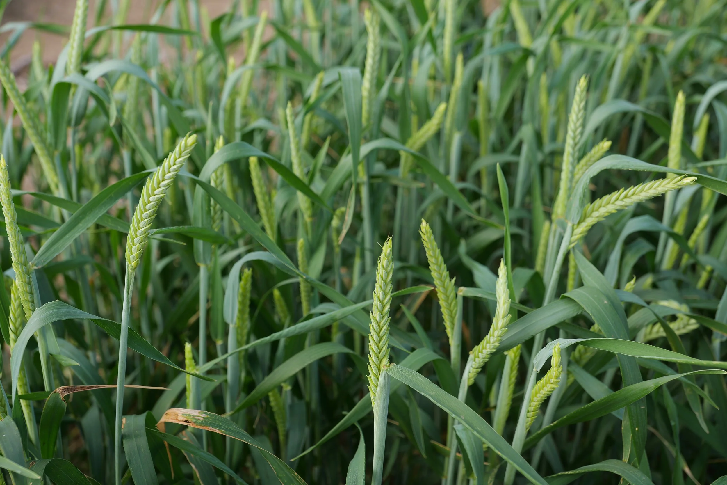 Triticale, a Hybrid of Wheat and Rye, Eyed as Economical Cover Crop for Louisiana