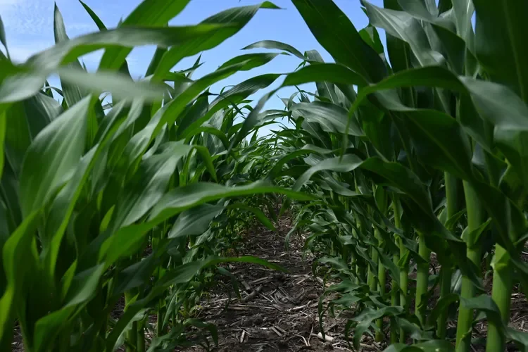 Half of Farmer Bridge Assistance Already Allocated, USDA Says